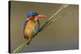 Chobe River, Botswana, Africa. Malachite Kingfisher.-Karen Ann Sullivan-Stretched Canvas