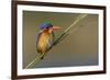 Chobe River, Botswana, Africa. Malachite Kingfisher.-Karen Ann Sullivan-Framed Photographic Print