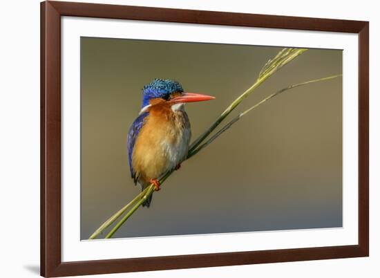 Chobe River, Botswana, Africa. Malachite Kingfisher.-Karen Ann Sullivan-Framed Photographic Print