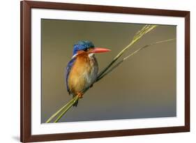 Chobe River, Botswana, Africa. Malachite Kingfisher.-Karen Ann Sullivan-Framed Photographic Print