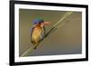 Chobe River, Botswana, Africa. Malachite Kingfisher.-Karen Ann Sullivan-Framed Photographic Print