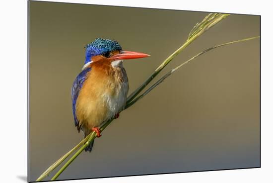 Chobe River, Botswana, Africa. Malachite Kingfisher.-Karen Ann Sullivan-Mounted Photographic Print