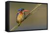 Chobe River, Botswana, Africa. Malachite Kingfisher.-Karen Ann Sullivan-Framed Stretched Canvas