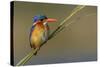 Chobe River, Botswana, Africa. Malachite Kingfisher.-Karen Ann Sullivan-Stretched Canvas