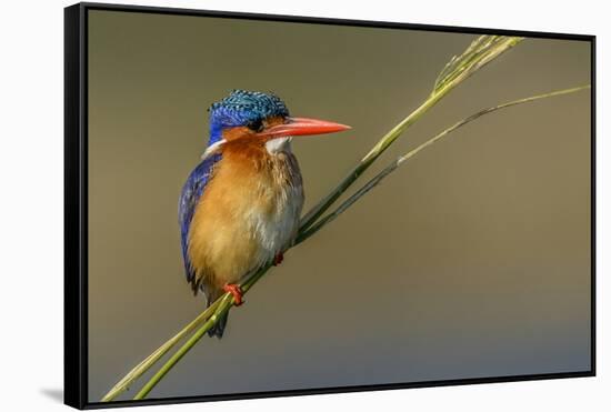 Chobe River, Botswana, Africa. Malachite Kingfisher.-Karen Ann Sullivan-Framed Stretched Canvas