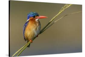 Chobe River, Botswana, Africa. Malachite Kingfisher.-Karen Ann Sullivan-Stretched Canvas