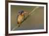 Chobe River, Botswana, Africa. Malachite Kingfisher.-Karen Ann Sullivan-Framed Photographic Print