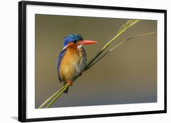 Chobe River, Botswana, Africa. Malachite Kingfisher.-Karen Ann Sullivan-Framed Photographic Print