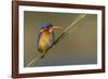 Chobe River, Botswana, Africa. Malachite Kingfisher.-Karen Ann Sullivan-Framed Photographic Print