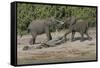 Chobe River, Botswana, Africa. Two African Elephants engaged.-Karen Ann Sullivan-Framed Stretched Canvas