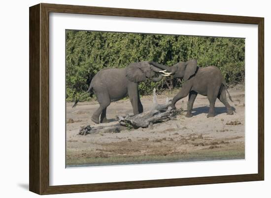 Chobe River, Botswana, Africa. Two African Elephants engaged.-Karen Ann Sullivan-Framed Photographic Print