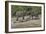 Chobe River, Botswana, Africa. Two African Elephants engaged.-Karen Ann Sullivan-Framed Photographic Print