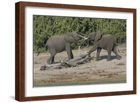 Chobe River, Botswana, Africa. Two African Elephants engaged.-Karen Ann Sullivan-Framed Photographic Print