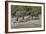 Chobe River, Botswana, Africa. Two African Elephants engaged.-Karen Ann Sullivan-Framed Photographic Print