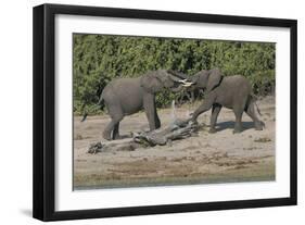 Chobe River, Botswana, Africa. Two African Elephants engaged.-Karen Ann Sullivan-Framed Photographic Print