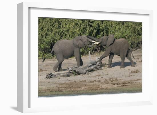 Chobe River, Botswana, Africa. Two African Elephants engaged.-Karen Ann Sullivan-Framed Photographic Print