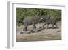 Chobe River, Botswana, Africa. Two African Elephants engaged.-Karen Ann Sullivan-Framed Photographic Print