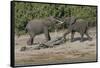Chobe River, Botswana, Africa. Two African Elephants engaged.-Karen Ann Sullivan-Framed Stretched Canvas