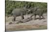 Chobe River, Botswana, Africa. Two African Elephants engaged.-Karen Ann Sullivan-Stretched Canvas