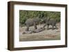 Chobe River, Botswana, Africa. Two African Elephants engaged.-Karen Ann Sullivan-Framed Photographic Print