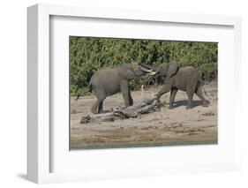 Chobe River, Botswana, Africa. Two African Elephants engaged.-Karen Ann Sullivan-Framed Photographic Print
