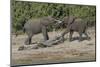 Chobe River, Botswana, Africa. Two African Elephants engaged.-Karen Ann Sullivan-Mounted Photographic Print