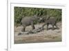 Chobe River, Botswana, Africa. Two African Elephants engaged.-Karen Ann Sullivan-Framed Photographic Print