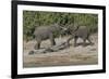 Chobe River, Botswana, Africa. Two African Elephants engaged.-Karen Ann Sullivan-Framed Photographic Print