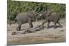 Chobe River, Botswana, Africa. Two African Elephants engaged.-Karen Ann Sullivan-Mounted Photographic Print