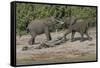 Chobe River, Botswana, Africa. Two African Elephants engaged.-Karen Ann Sullivan-Framed Stretched Canvas