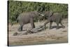 Chobe River, Botswana, Africa. Two African Elephants engaged.-Karen Ann Sullivan-Stretched Canvas