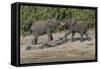 Chobe River, Botswana, Africa. Two African Elephants engaged.-Karen Ann Sullivan-Framed Stretched Canvas