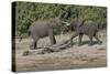 Chobe River, Botswana, Africa. Two African Elephants engaged.-Karen Ann Sullivan-Stretched Canvas