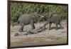 Chobe River, Botswana, Africa. Two African Elephants engaged.-Karen Ann Sullivan-Framed Photographic Print