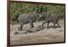 Chobe River, Botswana, Africa. Two African Elephants engaged.-Karen Ann Sullivan-Framed Photographic Print