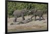 Chobe River, Botswana, Africa. Two African Elephants engaged.-Karen Ann Sullivan-Framed Photographic Print