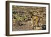 Chobe River, Botswana, Africa. Young Chacma Baboon on the riverbank.-Karen Ann Sullivan-Framed Photographic Print