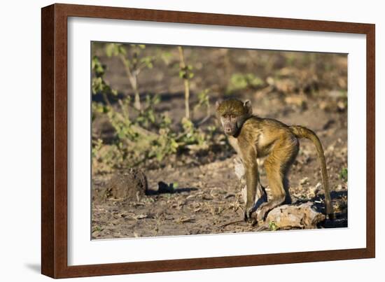 Chobe River, Botswana, Africa. Young Chacma Baboon on the riverbank.-Karen Ann Sullivan-Framed Photographic Print