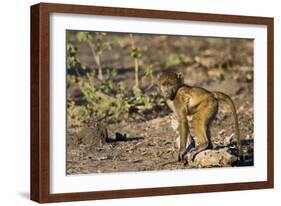 Chobe River, Botswana, Africa. Young Chacma Baboon on the riverbank.-Karen Ann Sullivan-Framed Photographic Print