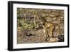 Chobe River, Botswana, Africa. Young Chacma Baboon on the riverbank.-Karen Ann Sullivan-Framed Photographic Print