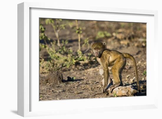 Chobe River, Botswana, Africa. Young Chacma Baboon on the riverbank.-Karen Ann Sullivan-Framed Photographic Print