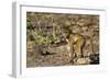 Chobe River, Botswana, Africa. Young Chacma Baboon on the riverbank.-Karen Ann Sullivan-Framed Photographic Print