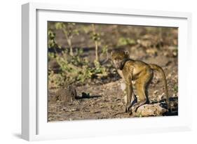 Chobe River, Botswana, Africa. Young Chacma Baboon on the riverbank.-Karen Ann Sullivan-Framed Photographic Print