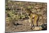 Chobe River, Botswana, Africa. Young Chacma Baboon on the riverbank.-Karen Ann Sullivan-Mounted Photographic Print