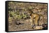 Chobe River, Botswana, Africa. Young Chacma Baboon on the riverbank.-Karen Ann Sullivan-Framed Stretched Canvas