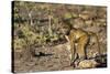 Chobe River, Botswana, Africa. Young Chacma Baboon on the riverbank.-Karen Ann Sullivan-Stretched Canvas