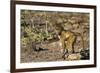 Chobe River, Botswana, Africa. Young Chacma Baboon on the riverbank.-Karen Ann Sullivan-Framed Photographic Print