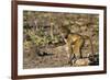 Chobe River, Botswana, Africa. Young Chacma Baboon on the riverbank.-Karen Ann Sullivan-Framed Photographic Print