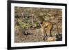 Chobe River, Botswana, Africa. Young Chacma Baboon on the riverbank.-Karen Ann Sullivan-Framed Photographic Print