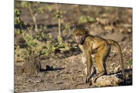 Chobe River, Botswana, Africa. Young Chacma Baboon on the riverbank.-Karen Ann Sullivan-Mounted Photographic Print
